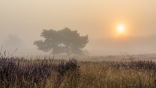 Haltern am See, Westruper Heide -- 2021 -- 4714-8