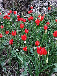 Tulips in Israel