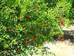 Plant of P. granatum with flowers