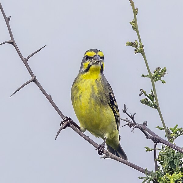 File:Yellow-fronted canary (Crithagra mozambica granti) male Kruger.jpg