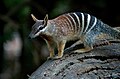 Numbat (Myrmecobius fasciatus)