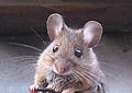 souris commune (Mus Musculus, Mammalia, Muridae)