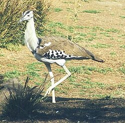 アフリカオオノガン