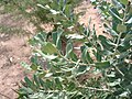 Banksia sceptrum