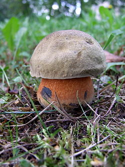 Baravykas paąžuolis (Boletus luridus)