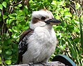 Immature in a residential garden in Swanbourne, Western Australia