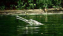 Gavial dans l'eau, dont seule la tête sort, vue de profil, et avec un poisson dans la gueule fermée et légèrement orientée vers le haut.