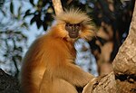 Thumbnail for Gee's golden langur