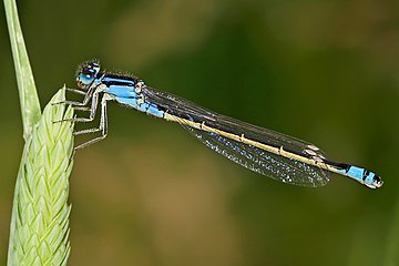 The Western Ghats have 67 species of damselflies.