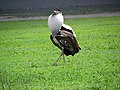 Displaying; Ngorongoro, Tanzania