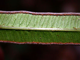 Pteris