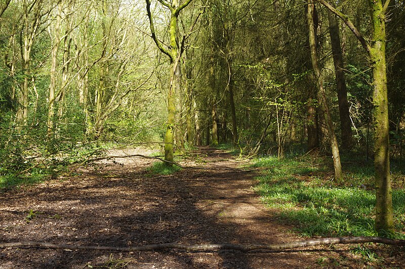 File:Roundhill Wood - geograph.org.uk - 5759103.jpg