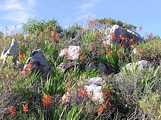 Highly threatened Swartland Shale Renosterveld in Tygerberg Nature Reserve