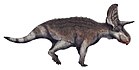 Turanoceratops tardabilis