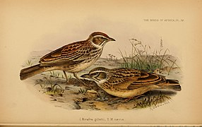 The birds of Africa (10575608303).jpg