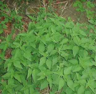 Stor Nælde (Urtica dioica)