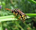 Wespenbiene (Nomada succincta)