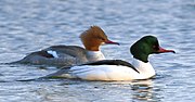 成對的Mergus merganser, 瓦克斯霍爾姆, 瑞典