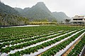 大湖草莓園