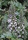 Acanthus mollis