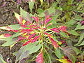 Assots de Crist (Amaranthus tricolor)