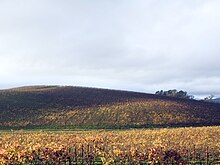 A hill covered with vineyards