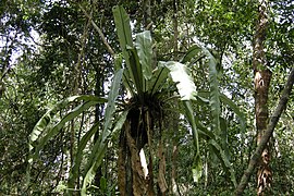 Cat Tien Park, Vietnam, forest.jpg