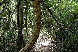 Cat Tien Park, Vietnam, lowland tropical forest.jpg