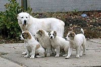 Anjing gembala Asia Tengah dan perinduk anak anjing