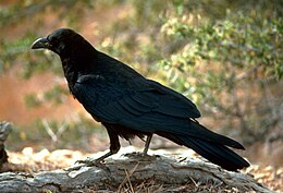 Хар хэрээ (Corvus corax)