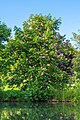 Fleischrote Rosskastanie Aesculus × carnea