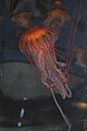 Japanese sea nettle