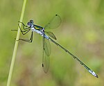 Lestes sponsa – Männchen