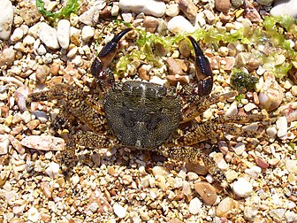 Un grapse marbré (Pachygrapsus marmoratus) en mer Noire. (définition réelle 2 560 × 1 920*)