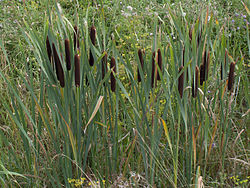 Typha latifolia.