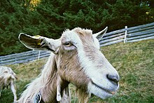 Photo couleur d'une tête de chèvre brune sans cornes. Deux bandes blanches partent du museau, remontent au-dessus des yeux et rejoignent les oreilles également blanches. Le pelage est brun avec des poils plus longs blancs.