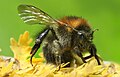 Bombus pascuorum