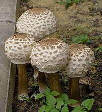 Chlorophyllum brunneum