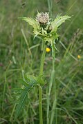 Cirse maraîcher (Cirsium oleraceum) ; Cirse caractéristique de l'Europe centrale et septentrionale.