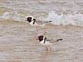 Hooded plover