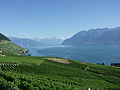 I vigneti del Lavaux sul lago Lemano