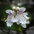 Prostanthera lasianthos (Tribù Westringieae)