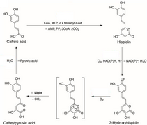 3-Hydroxy-Hispidin-Luciferin.png