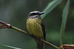 Viiksiväijy (Myiodynastes chrysocephalus)