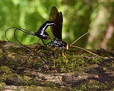 Megarhyssa atrata ♀