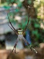 10. A keresztespókfélék családjába tartozó nőstény Argiope pulchella, a lábainál egy hímmel (javítás)/(csere)