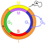 Ciclo celular