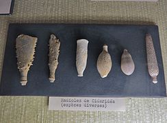 Radioles de cidaridés (espèces diverses, MNHN).