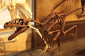 Реконструкция скелета Dromaeosaurus albertensis