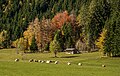 English: Cattle on pastures around the Bodenbauer Deutsch: Kühe auf der Weide beim Bodenbauer